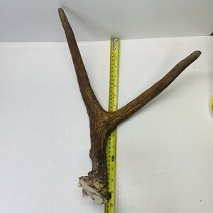 Naturally Shed Wild Moose Antler Horn Knife Carving Dog Chew Taxidermy Craft DIY